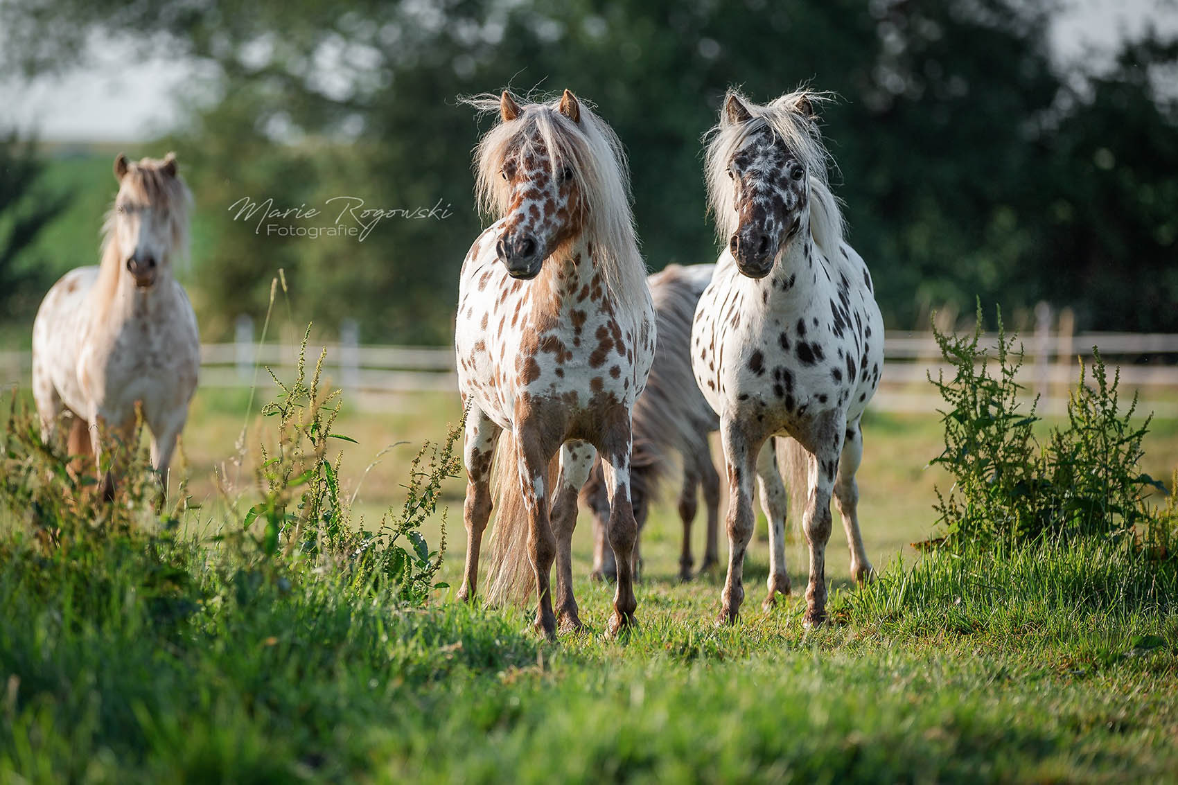 Lendorfs Mini-Appaloosa